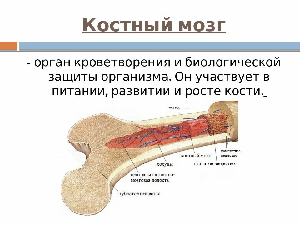 Функции мозга в костях. Красный костный мозг функции расположение. Анатомическое строение костного мозга. Строение кости надкостница кость. Строение кости костный мозг.