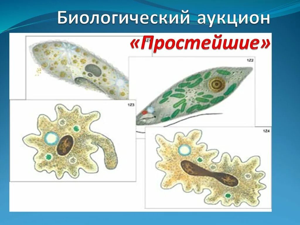 3 простейших моделей. Инфузория туфелька эвглена. Одноклеточные организмы инфузория туфелька. Амеба инфузория туфелька биология. Амеба инфузория туфелька эвглена зеленая.