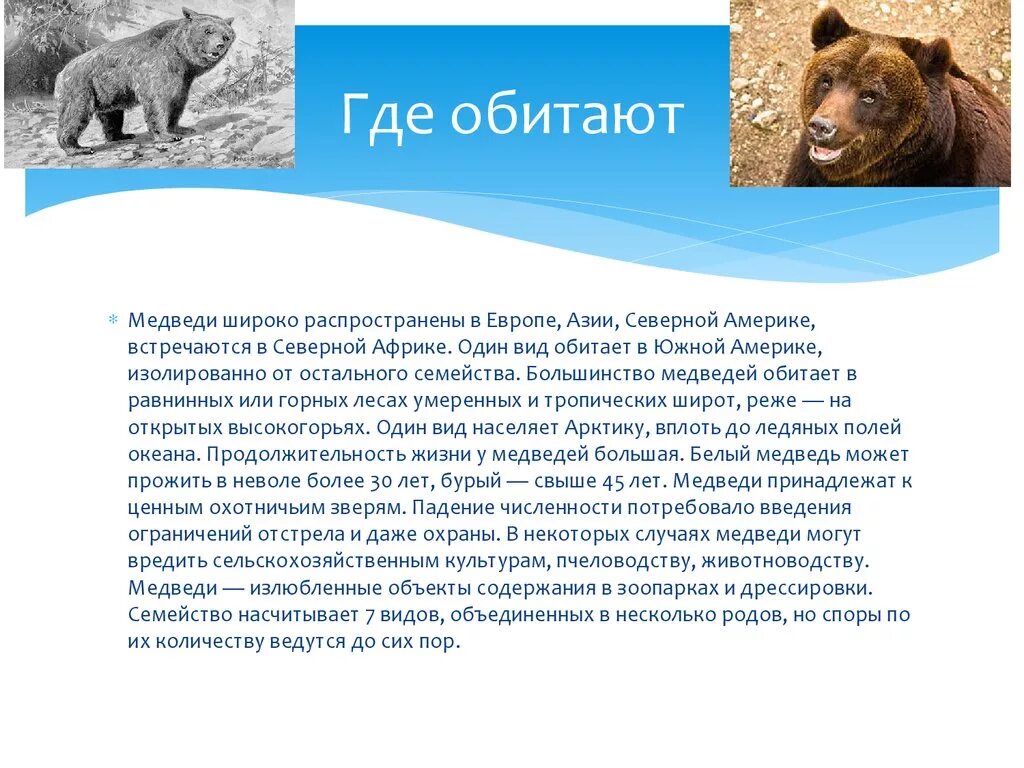 Как приспособились к жизни медведи. Ареал обитания бурого медведя в России. Бурый медведь обитает. Территория обитания бурого медведя. Места обитания медведей в России.