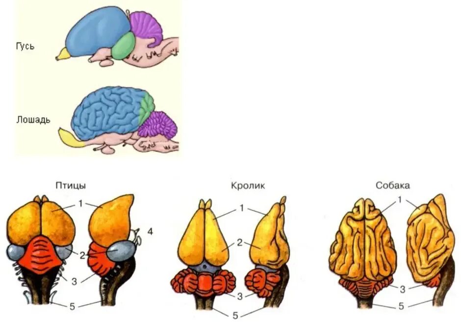 Состав головного мозга птиц. Строение мозга млекопитающих. Строение мозга птицы и млекопитающие. Строение головного мозга млекопитающих рисунок. Строение отделов головного мозга млекопитающих.