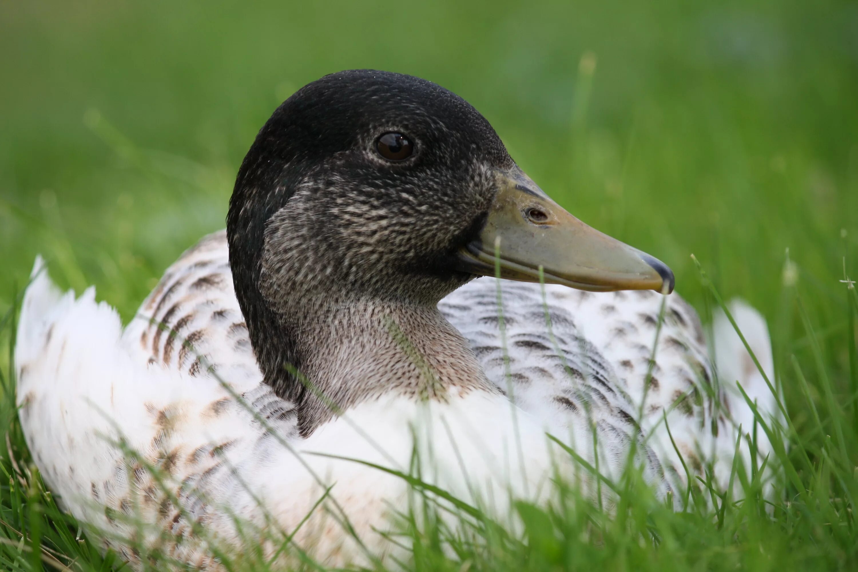 Duck com. Утка. Селезень. Фото уток. Утка картинка.