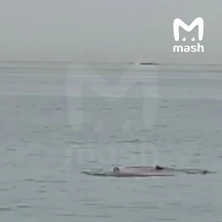 Акула сожрала россиянина. Мясников умер после крокуса