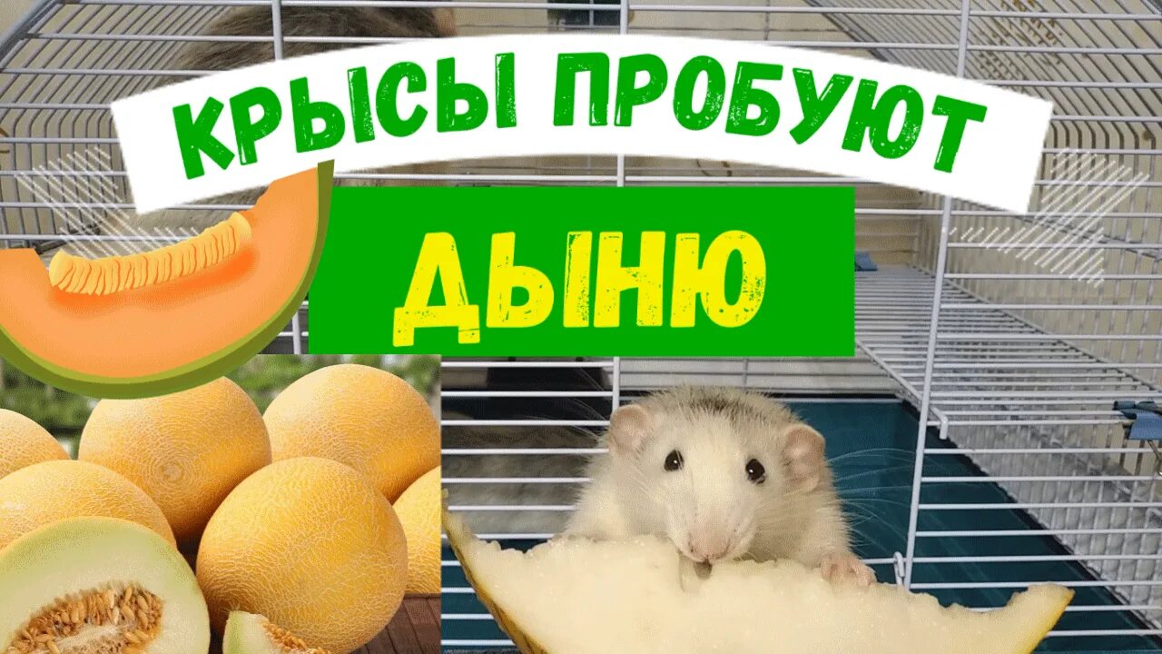 Можно ли давать крысам дыню