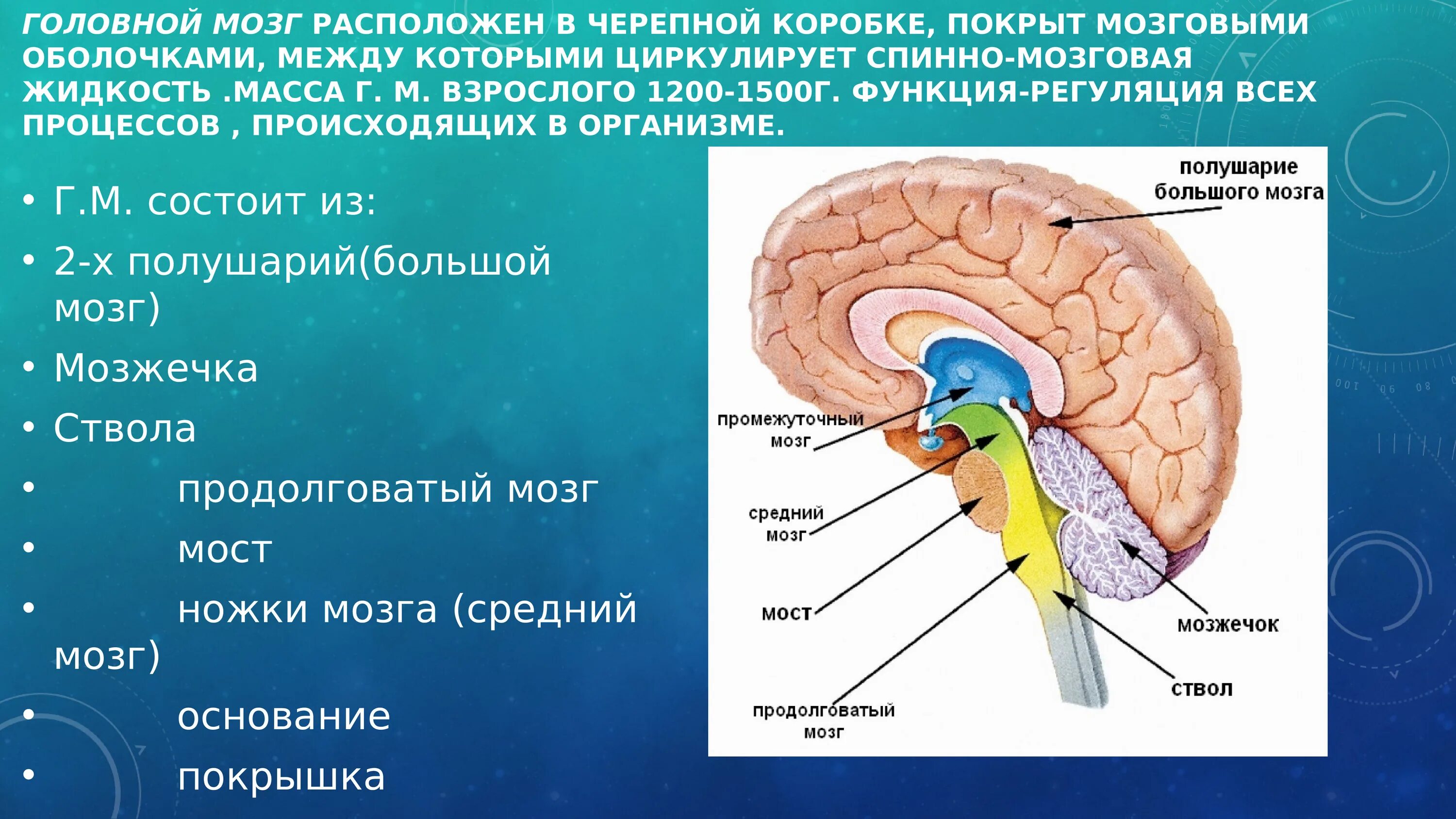 Головной мозг покрыт оболочками. Головной мозг. Головной мозг расположен. Головной мозг в черепной коробке.