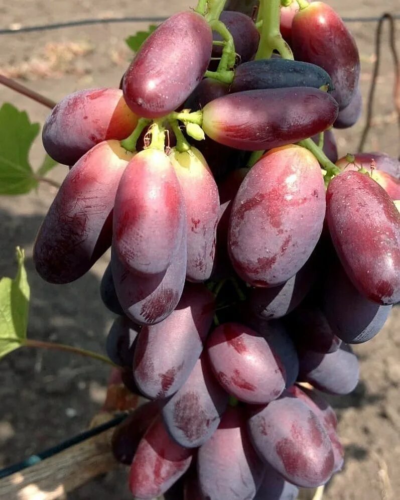 Виноград азия. Виноград калугина все сорта фото и описание. Виноград вулкан калугина. Сорт винограда зевс. Виноград подарок белоруссии калугина.