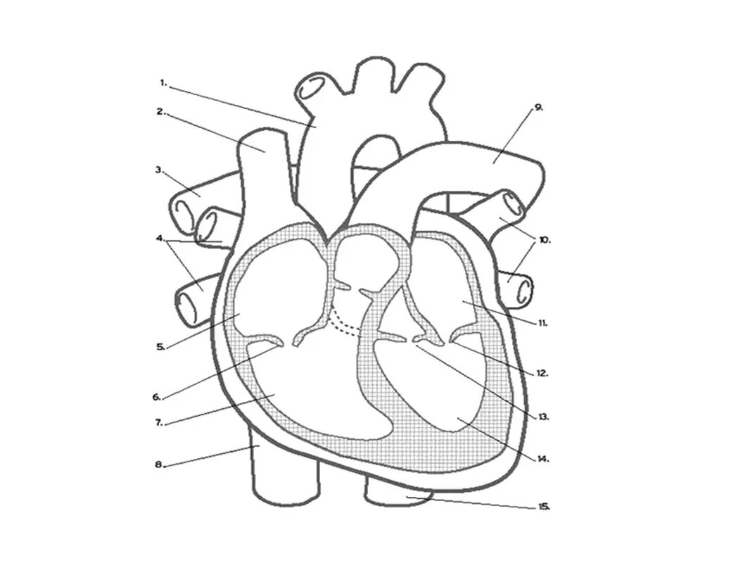 Какая структура сердца человека изображена на рисунке. Схема строения сердца продольный разрез. Сердце анатомия. Сердце в разрезе рисунок. Строение сердца в разрезе.