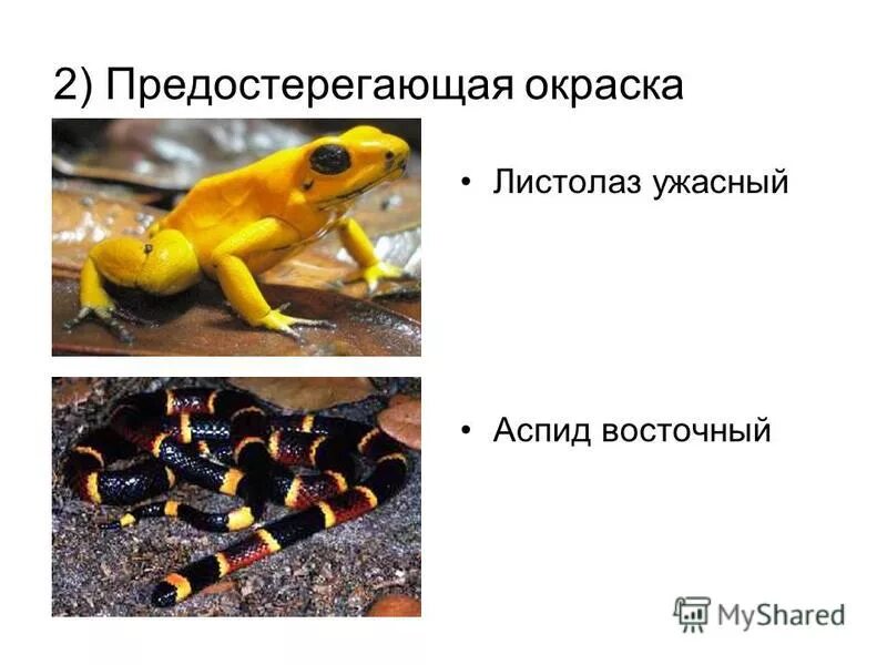 Факторы эволюции презентация. Какой фактор эволюции играет решающую. Факторы эволюции биология. Факторы эволюции человека. Биологические факторы эволюции.