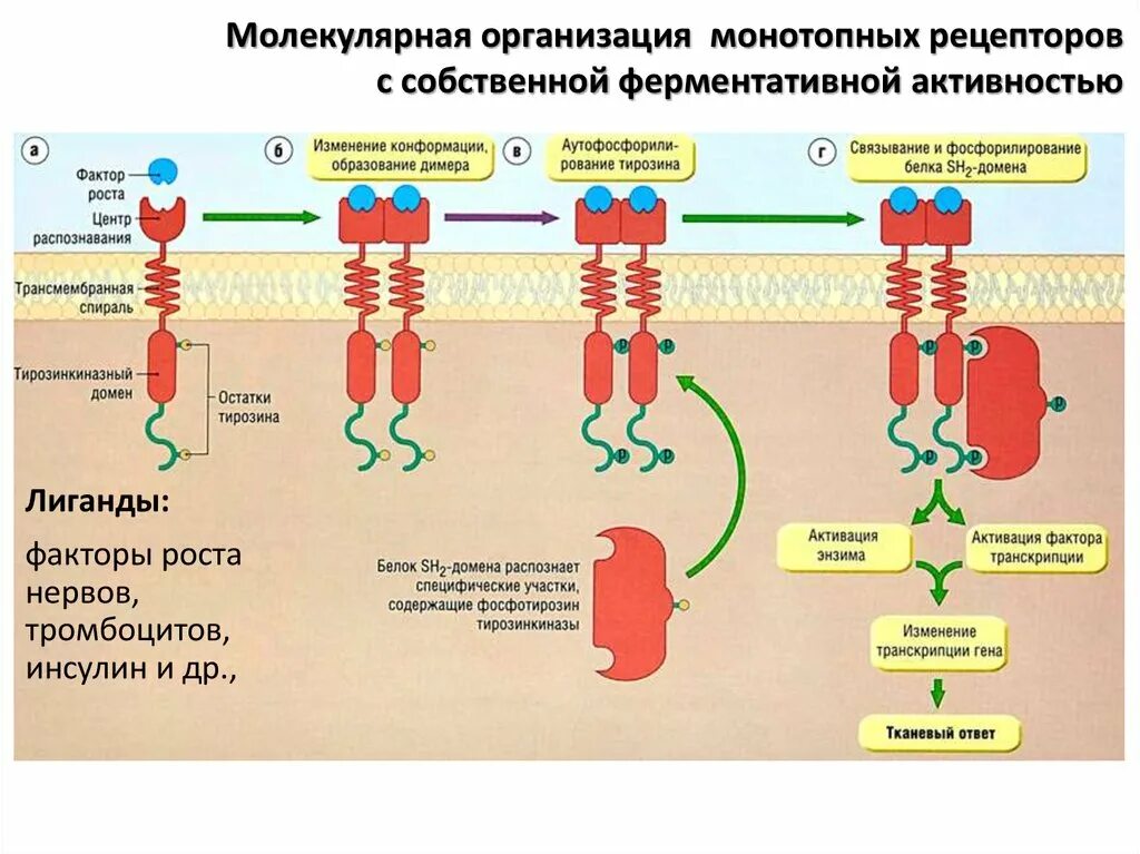Рецепторы тирозинкиназы. Рецепторы с тирозинкиназной активностью. Механизм трансдукции сигнала рецепторов g протеина. Рецепторы тирозинкиназы. Рецепторы тирозинкиназы.