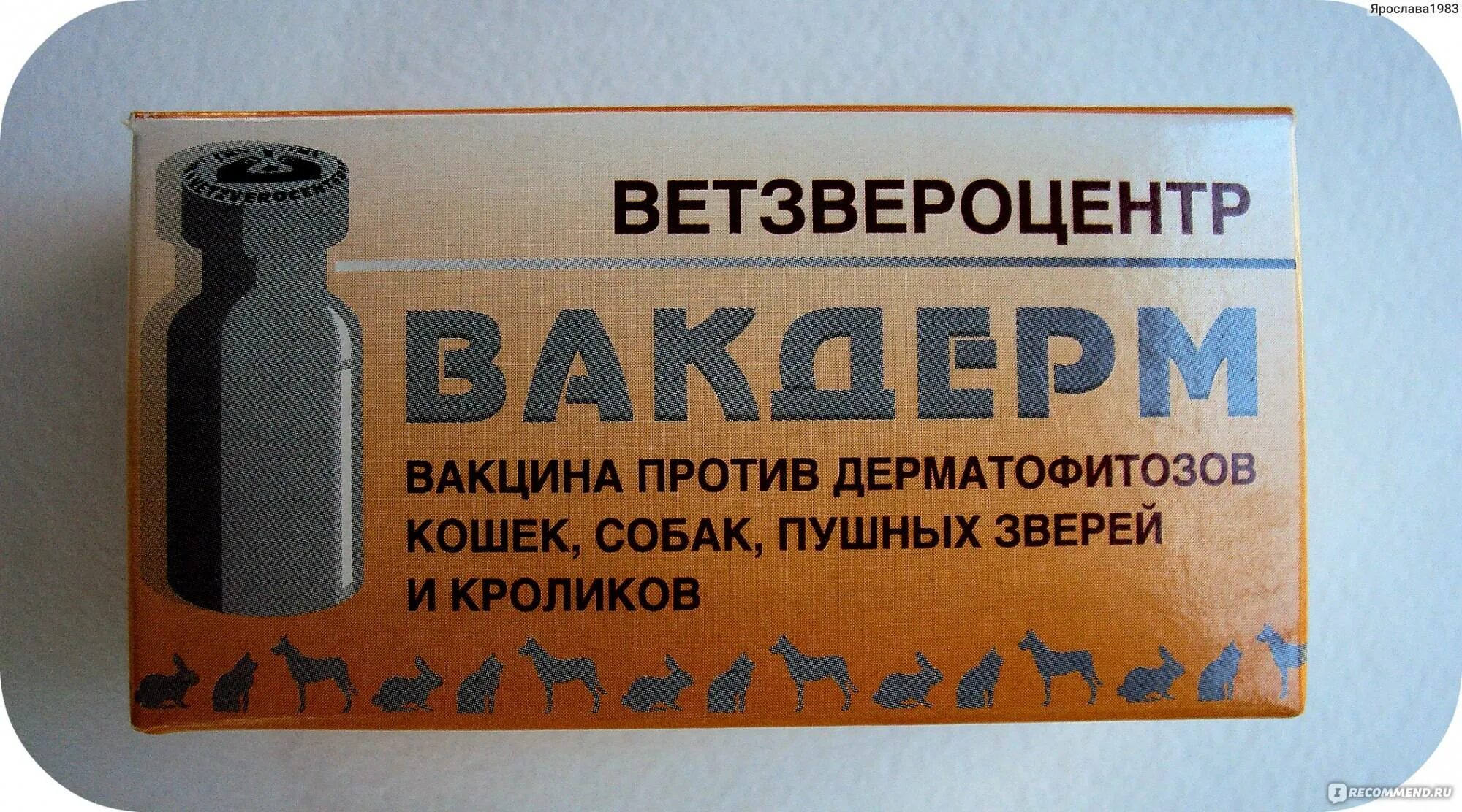 Вакдерм для кошек. Вакдерм. вакцина вакдерм. вакдерм в таблетках. вакцина вакдерм для кошек.
