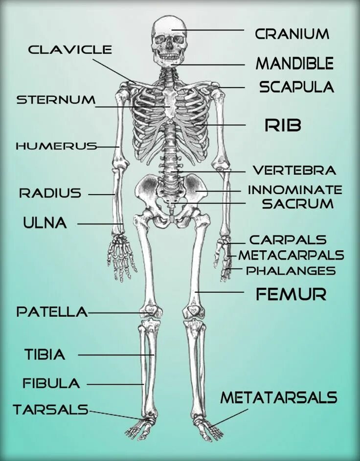 Кости человека анатомия на латыни. Строение скелета на латинском и русском. Строение скелета человека на латыни. Кости скелета на латинском. Человек латинское название