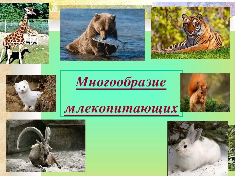 Млекопитающие урок 7 класс. Млекопитающие звери. Многообразие млекопитающих. Многообразие видов млекопитающих. Класс млекопитающие многообразие.