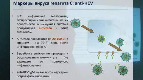 Антитела к антигенам вируса гепатита c