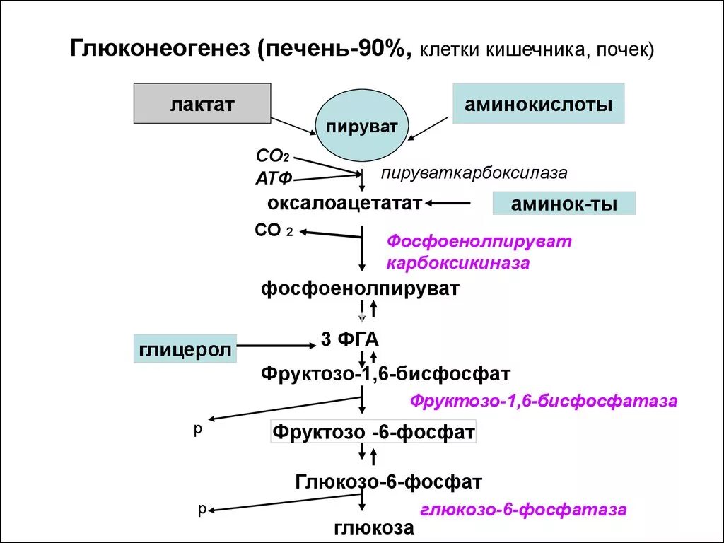 Биосинтез крови. Схема процесса глюконеогенеза биохимия. Схема глюконеогенеза биохимия. Схема реакций глюконеогенеза. Регуляция глюконеогенеза схема.