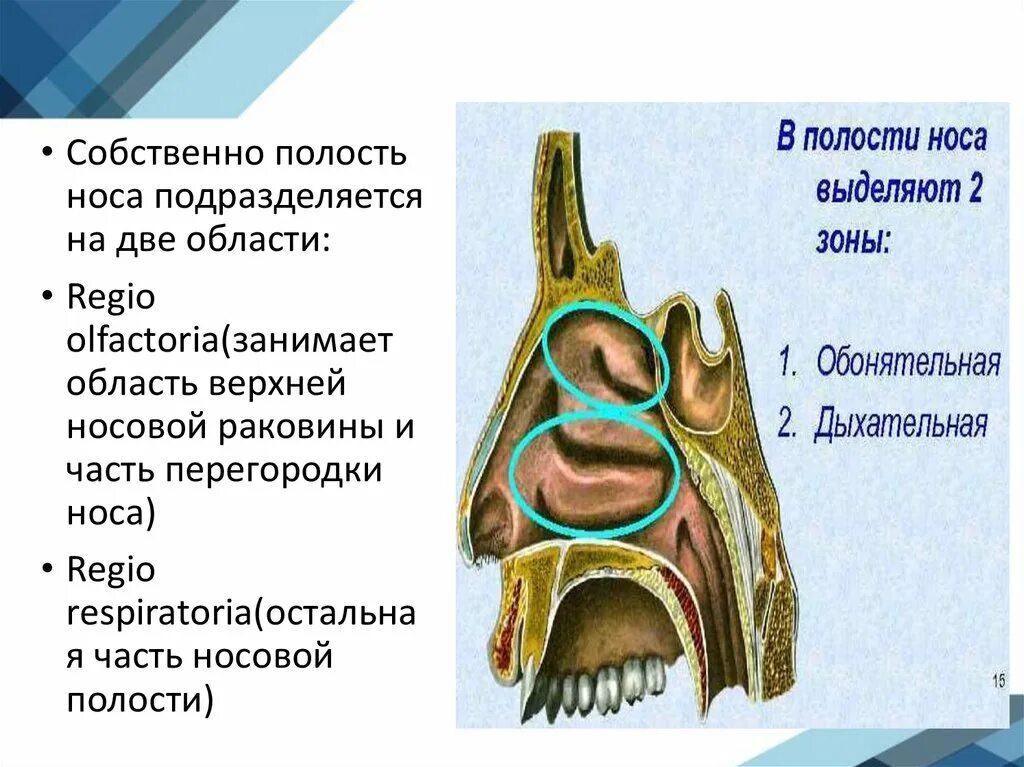 Носовая полость носовая перегородка. Полость носа строение. Преддверие полости носа. Полость носа анатомия строение.