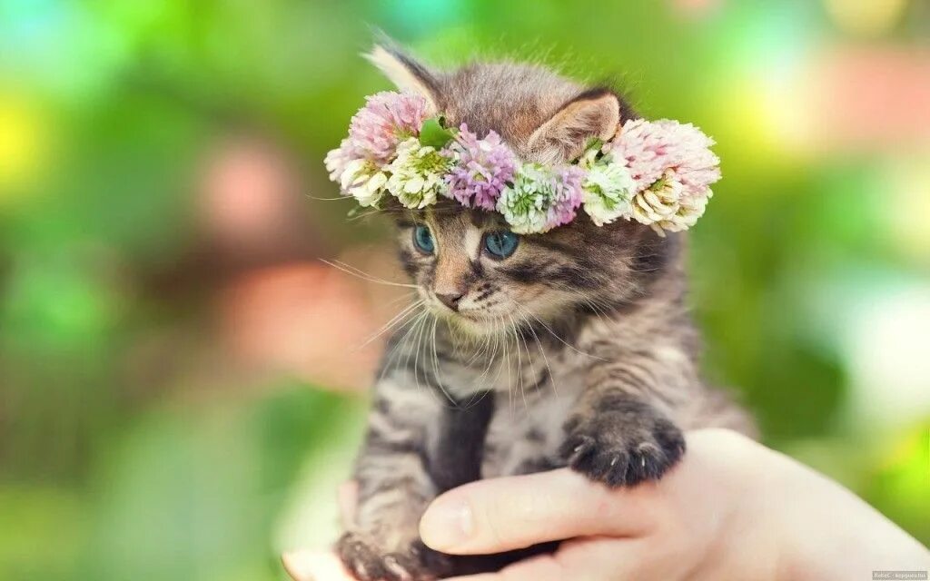 Добрые котята фото. Кошка в цветах. Красивые котята. Котята милашки. Котенок венок.