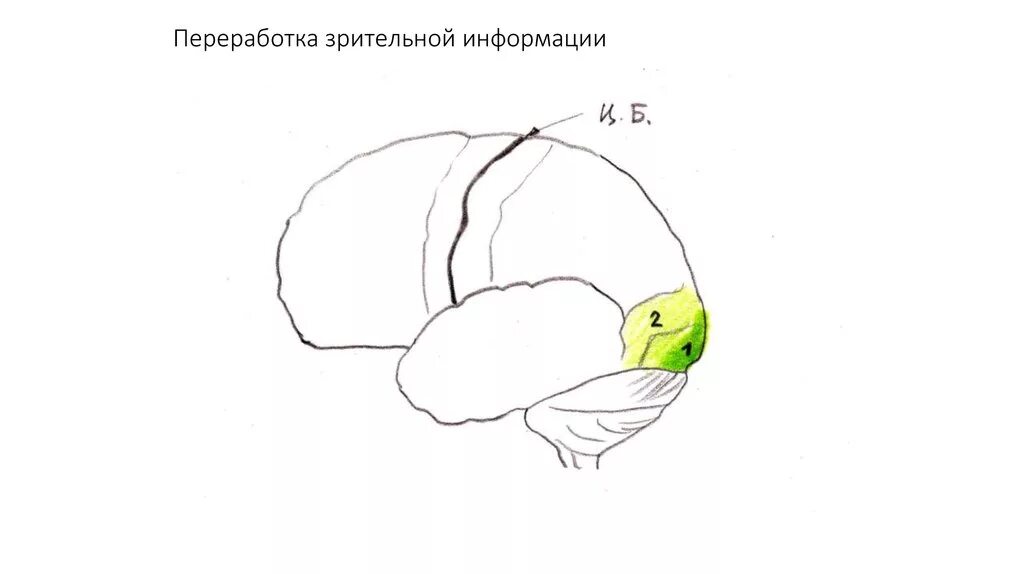 Переработка зрительной информации. Переработка информации в зрительной системе. Центральная обработка зрительной информации.. Морфо-функциональные блоки мозга. Переработка информации в зрительной коре