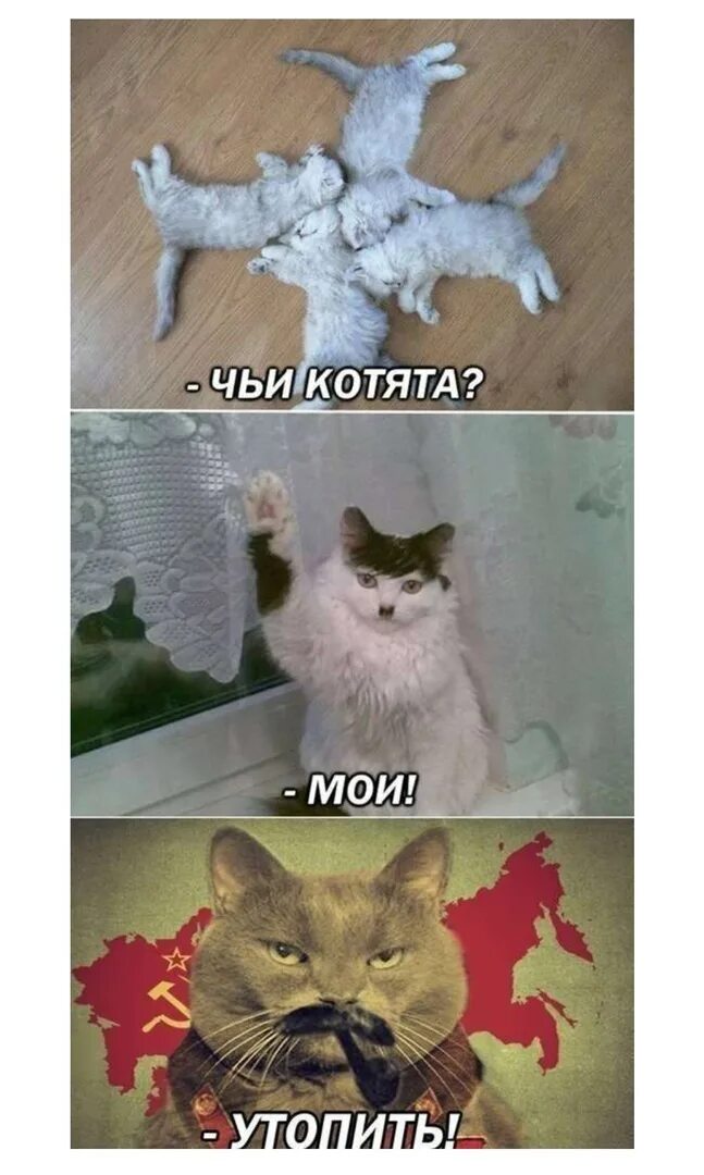 Мемы про котят. Мемы с котами и надписями. Кот Мем. Кот мемы с надписями. Мемы с котятами.