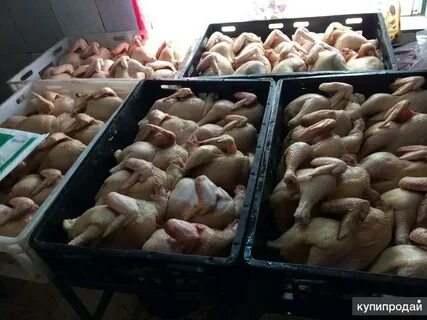 Куры саратова