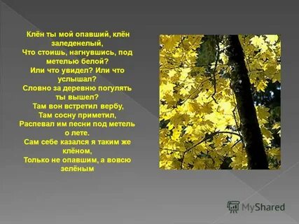 Слушать есенина клен ты мой опавший