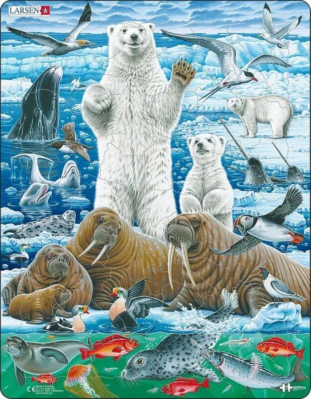 Обитатели полюсов. Larsen Полярный медведь fh42. Пазл Larsen «животный мир Антарктики». Пазл Полярный медведь 46д. Larsen fh42. Larsen fh11 - Арктика.