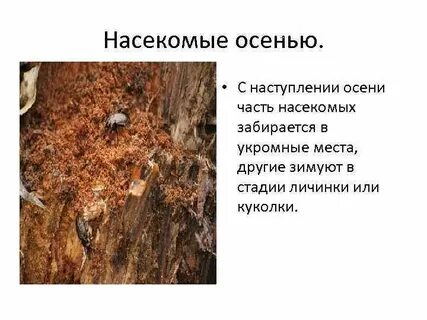 Когда насекомые впадают в спячку
