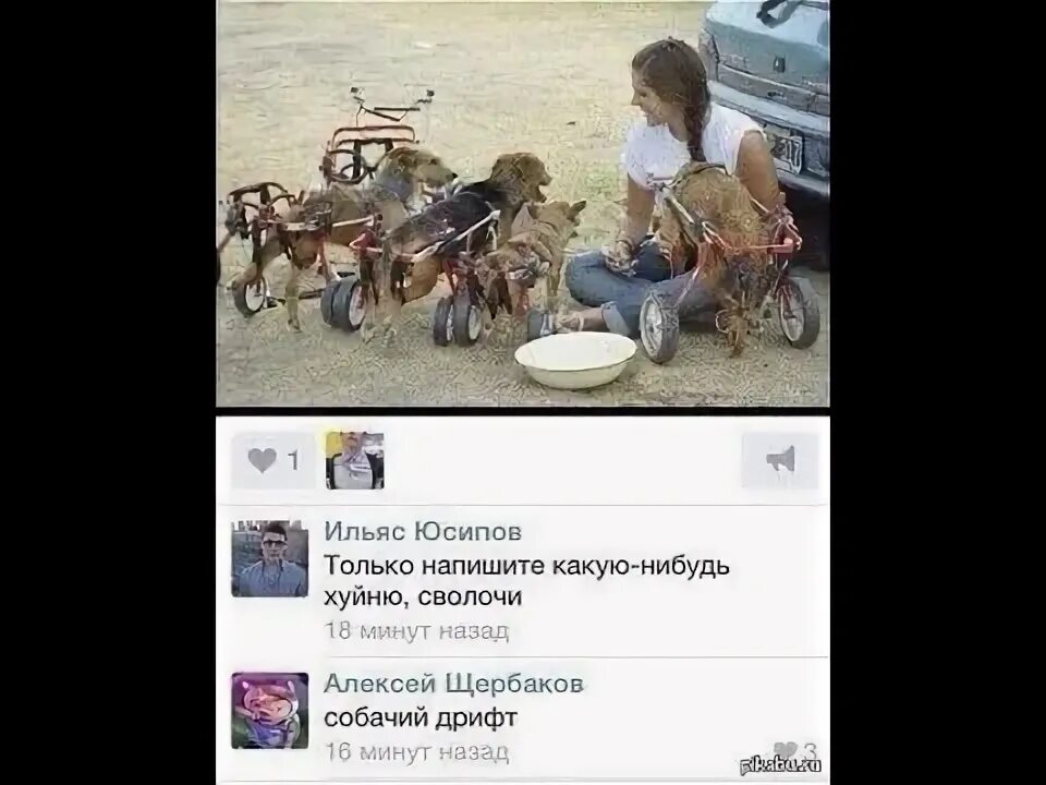 Мем пошло поехало с собакой ☺ 2021 Серега Бондарь ВКонтакте