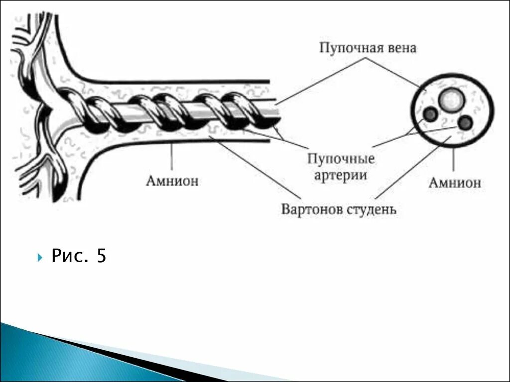 Пупочный канатик строение. Пупочный канатик строение анатомия. Строение пуповины плода человека. Пуповина строение и функции.