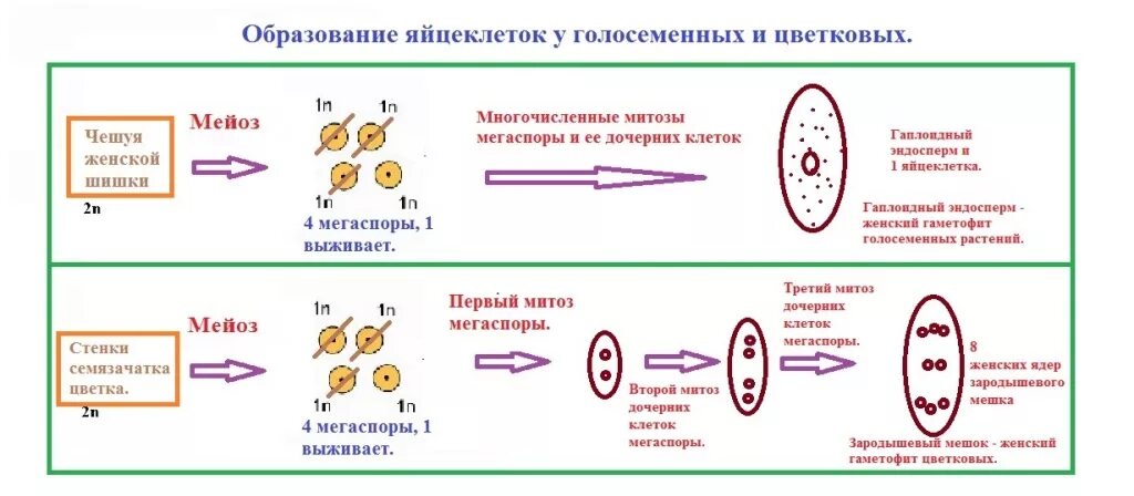 Гаметогенез цветковых. Гаметогенез цветковых
