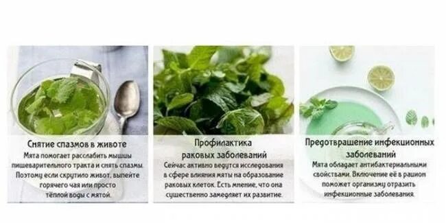 С какого возраста можно давать мяту
