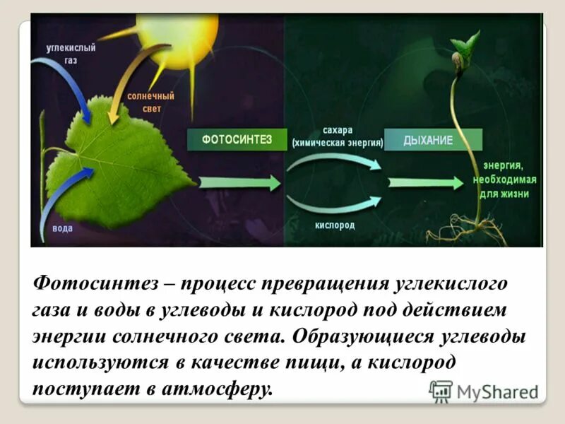 Кислород углекислый газ вода солнечный свет. Фотосинтез. Процесс фотосинтеза. Фиксация углекислого газа в процессе фотосинтеза. Вода в фотосинтезе.