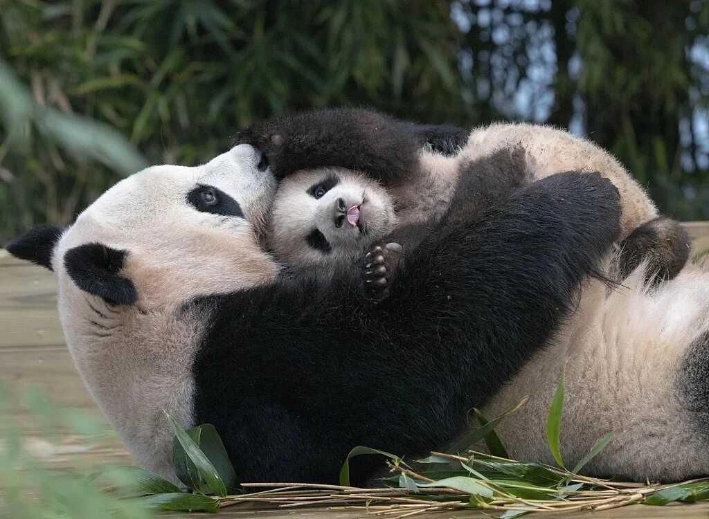 Pandas ai