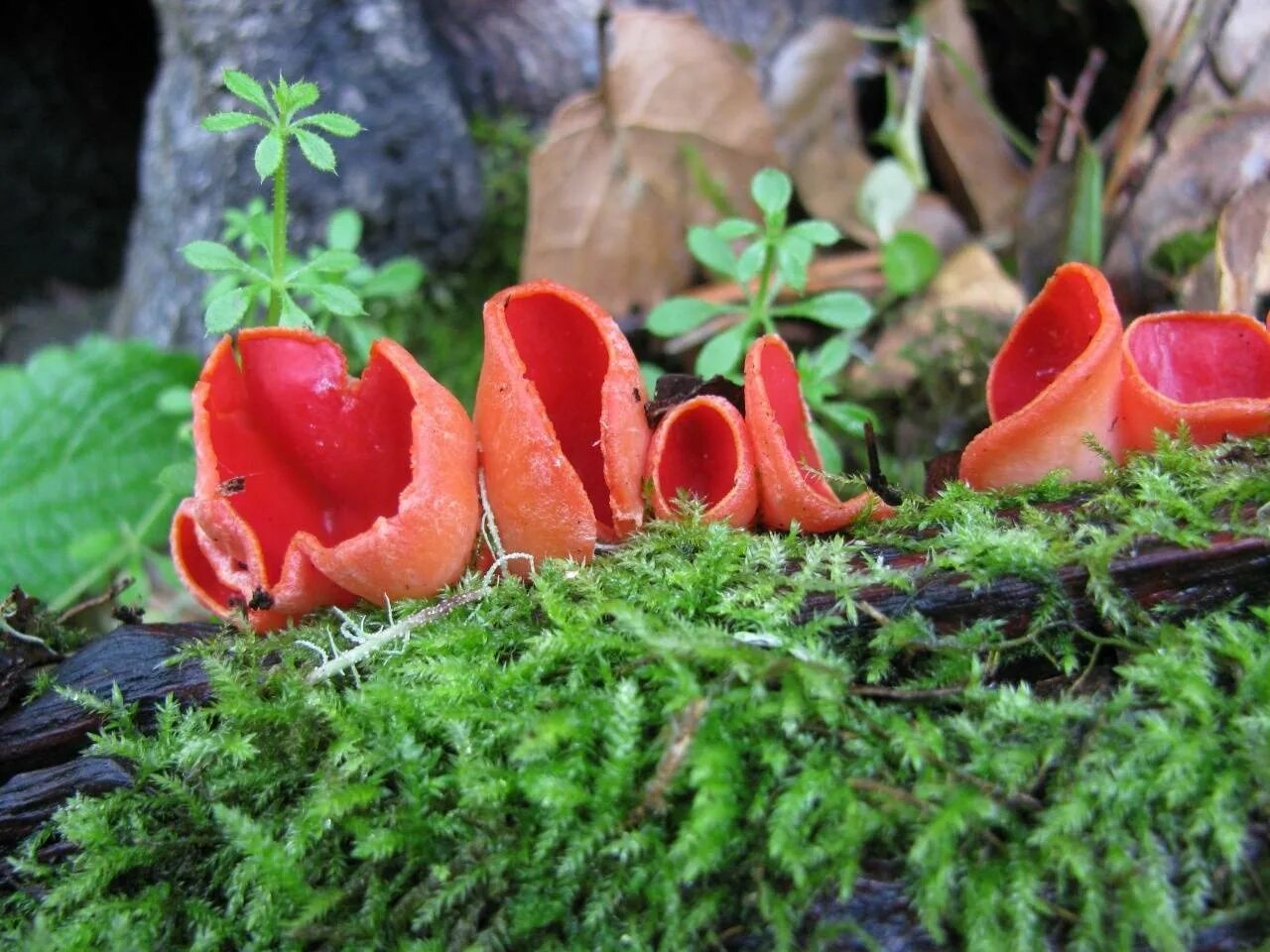 Саркосцифа Австрийская. Саркосцифа алая. Саркосцифа алая Sarcoscypha coccinea. Красный гриб саркосцифа. Красный весенний гриб