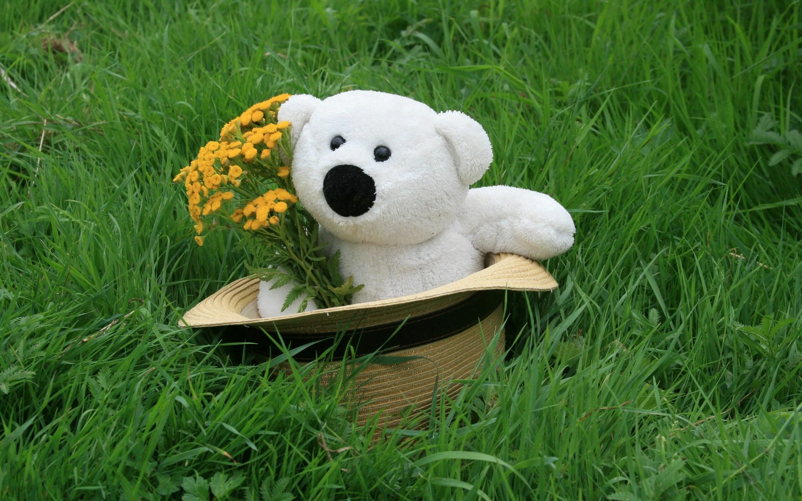 Тедди Беар цветы. Медведь с цветами. Игрушки на природе. Цветок Медвежонок.