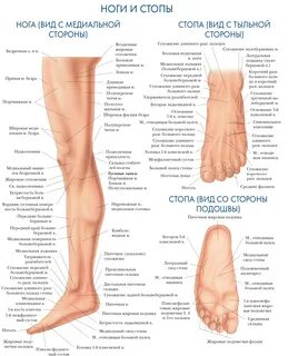Строение ноги человека ниже колена кости с описанием и схемами фото с назва...