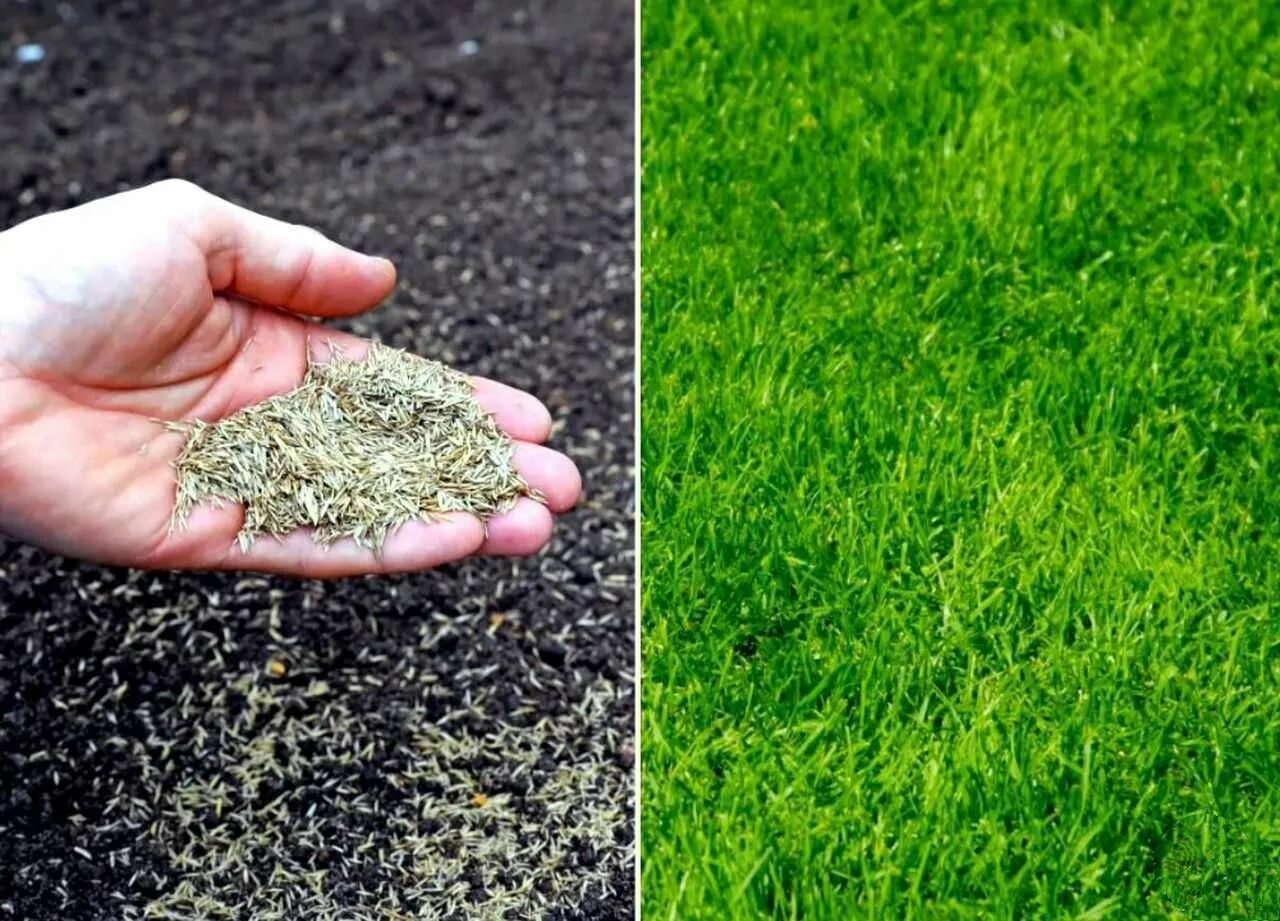 Семена газонных трав Lawn grass Seeds. Смесь газонных трав «Жемчужная Поляна». Газонная смесь "газон изумрудный". Посев газона. Как сеять газонную траву вручную