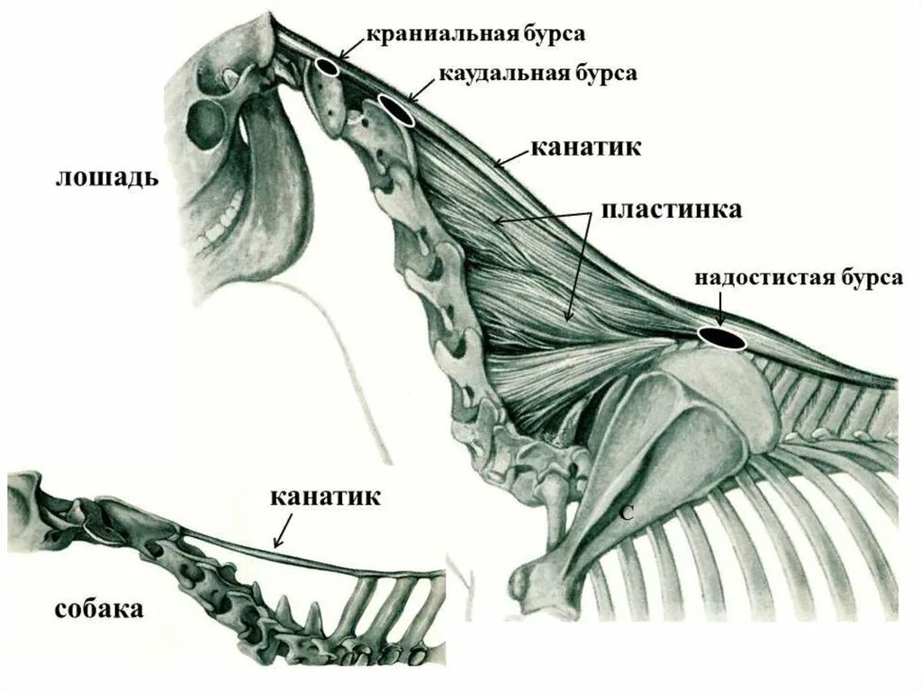 Выйная связка лошади. Височно челюстной сустав лошади. Выйная связка КРС. Выйная связка анатомия животных. Ореховидный гребень