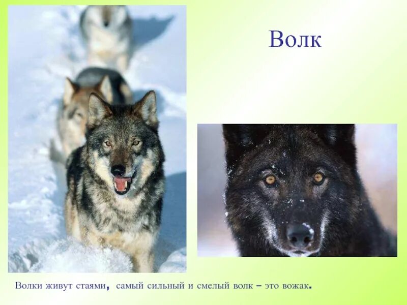 Доклад на тему волк. Доклад про волка 3 класс. Доклад про волка. Доклад про волка. Доклад на тему волк.