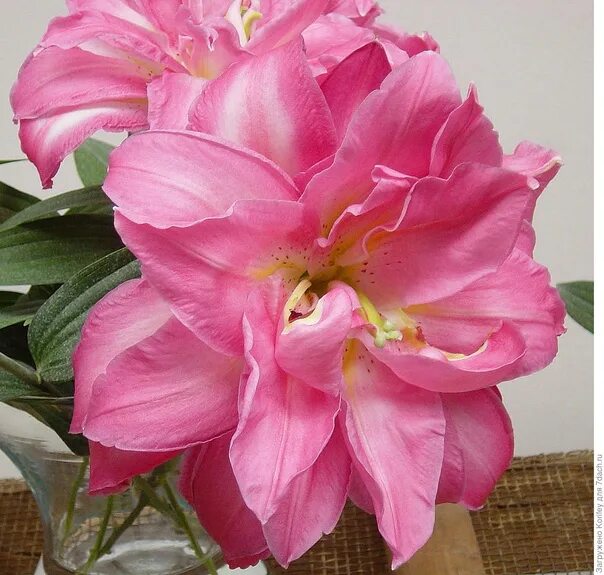 Patio & Garden garden Rose lily, Flowers, Lily bulbs