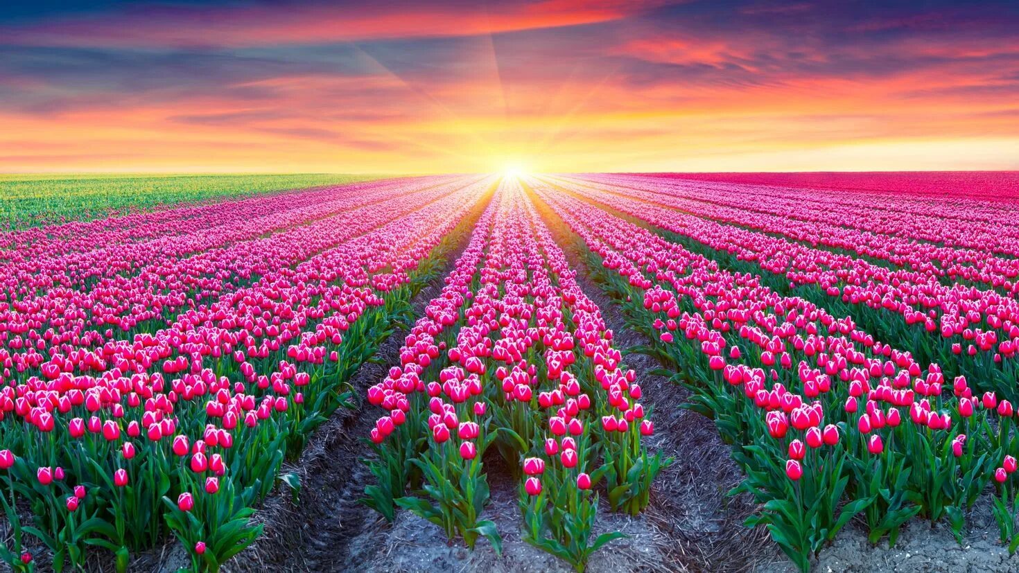It s beautiful flower. Поле тюльпанов. Красивое поле с цветами. Весенние обои на рабочий стол. Море цветов.