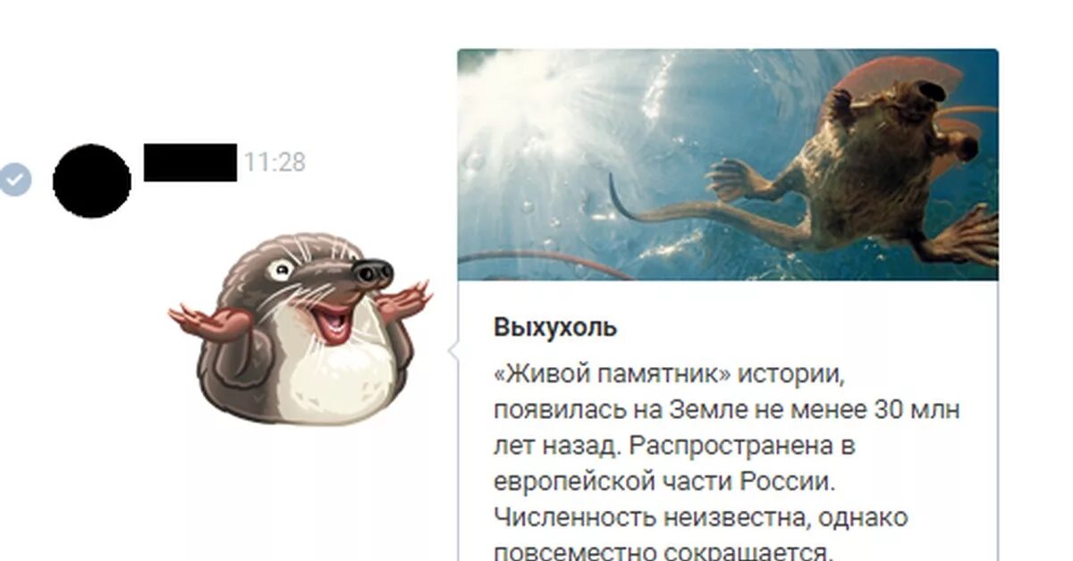 Анекдот ежик выхухоль. Анекдот ежик выхухоль