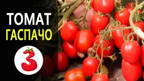Томат гаспачо
