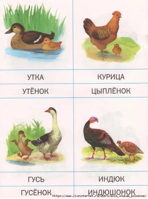 домашние птицы. демонстрационный материал домашние птицы. домашние птицы и их названия. домашние птицы для детей. домашние птицы для детей.