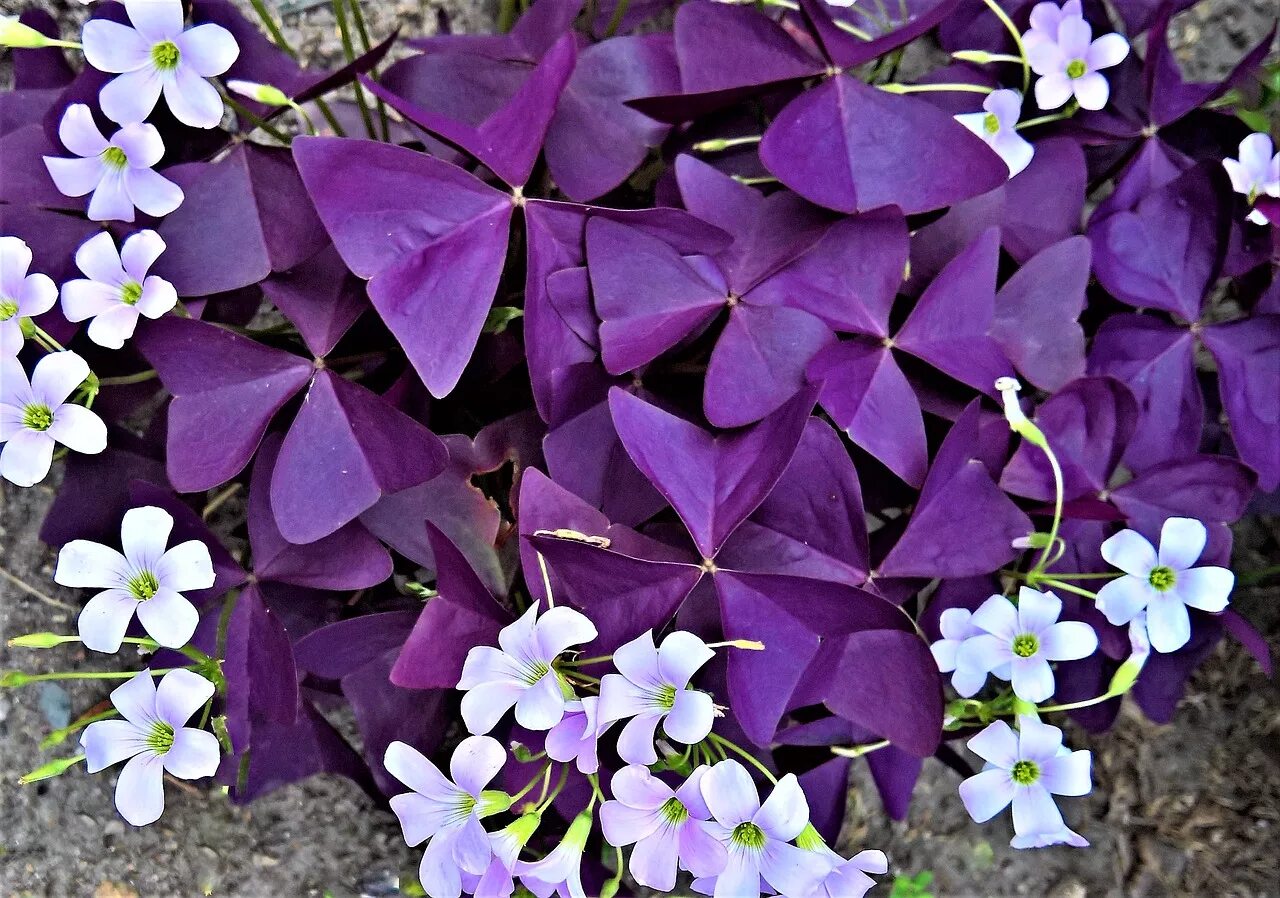 Кислица оксалис. Кислица (оксалис) цветок. Кислица треугольная (Oxalis triangularis). Оксалис Кислица Регнелла