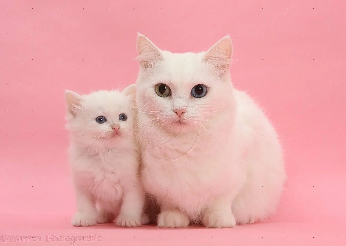 Кошка розового цвета. Розовый котик. розовые кошки порода. розовая кошечка. белая кошка с котятами.