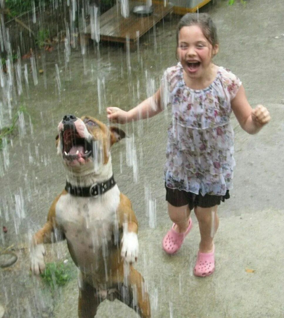 Собака радуется. Животные радуются дождю. Собака под дождем. Собака радуется дождю.