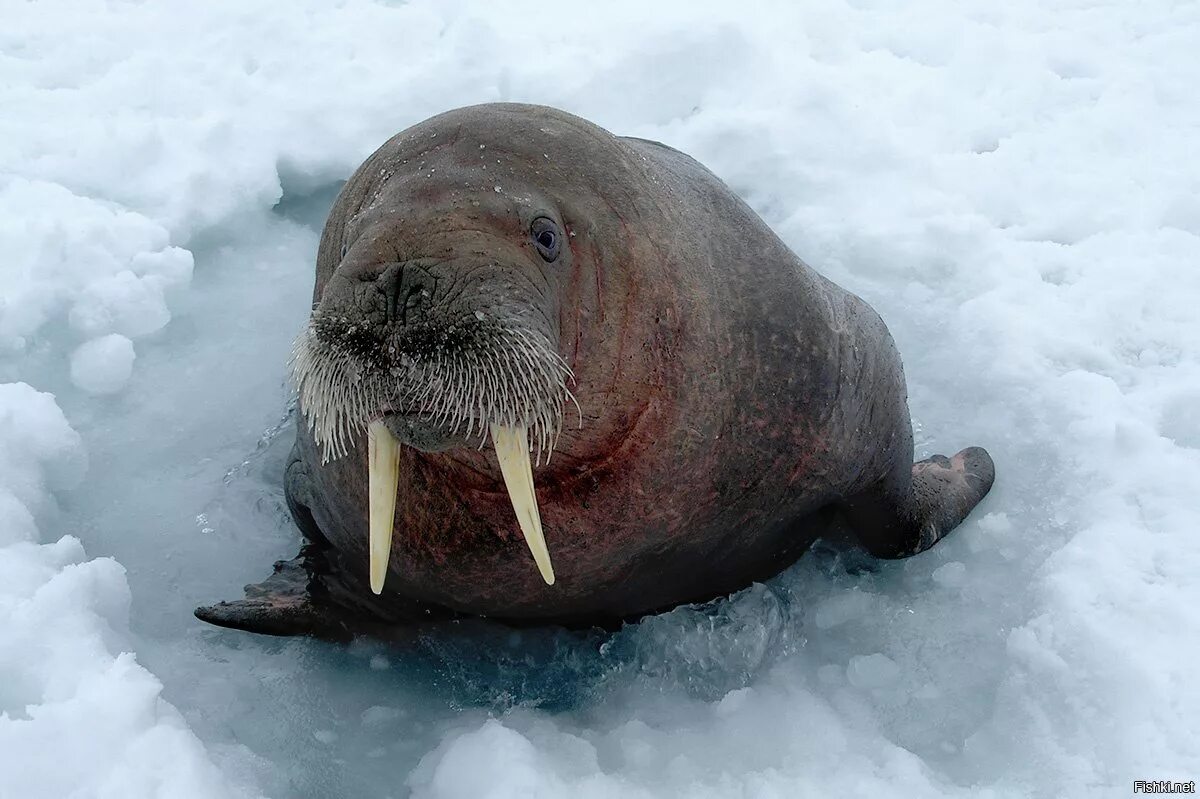 Моржи в тундре. Тихоокеанский морж (Odobenus rosmarus divergens). Атлантический подвид моржа. Морж Лаптевский подвид. Морж Архангельская область.