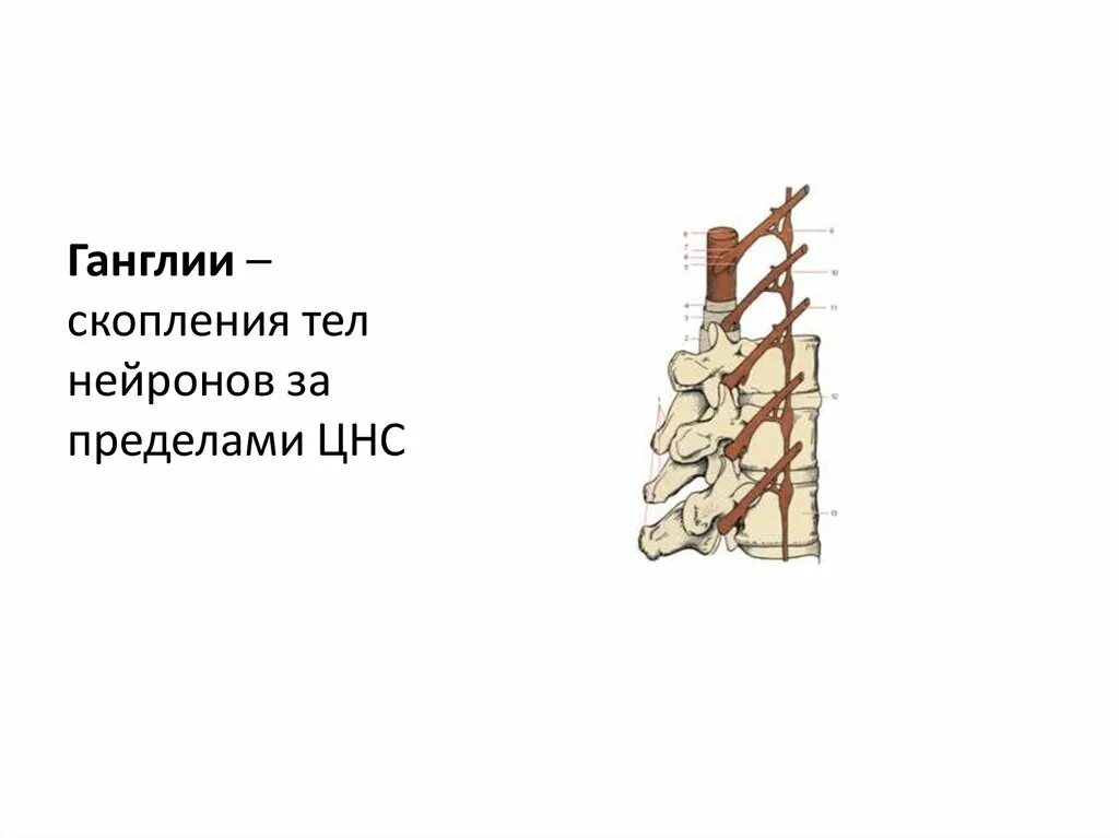 Ганглии это скопление тел нейронов. Скопление нервный клеток за пределелами ЦНС. Скопление тел нервных клеток за пределами центральной нервной.