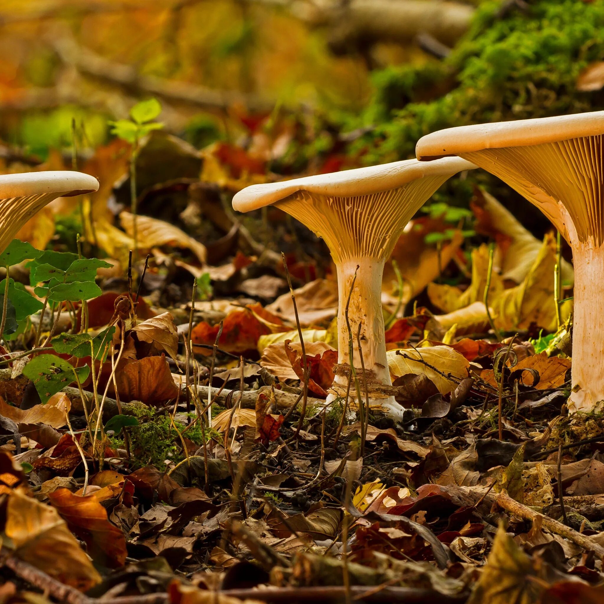 Осенние грибы. Гриб коралловый шитаки. Покажи осенние грибы. Ранние осенние грибы. Покажи осенние грибы.