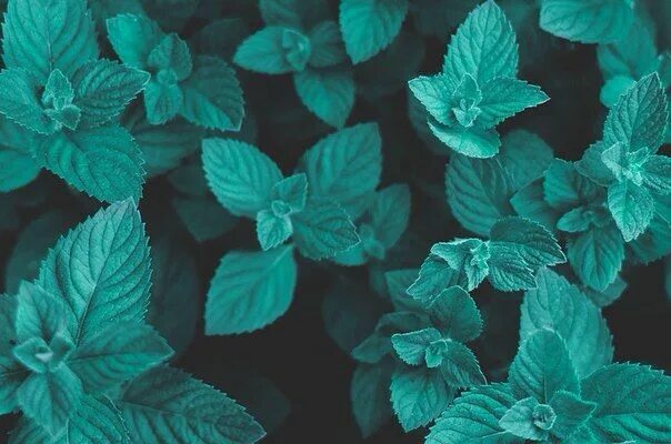Pin by Kristine ✵ on Shades of green and blue Nature, Karner blue butterfly, Nat