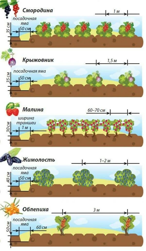 Какое расстояние должно быть между кустами смородины. Схема высадки малины. схема посадки малины , смородины и крыжовника. схема посадки малины в малиннике.